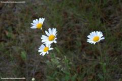 IMG_1590